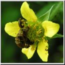 Byturus ochraceus - Kaefer 01.jpg